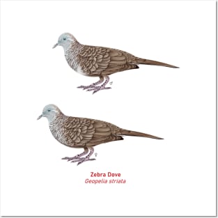 Zebra Dove | Geopelia striata ⚥ Posters and Art